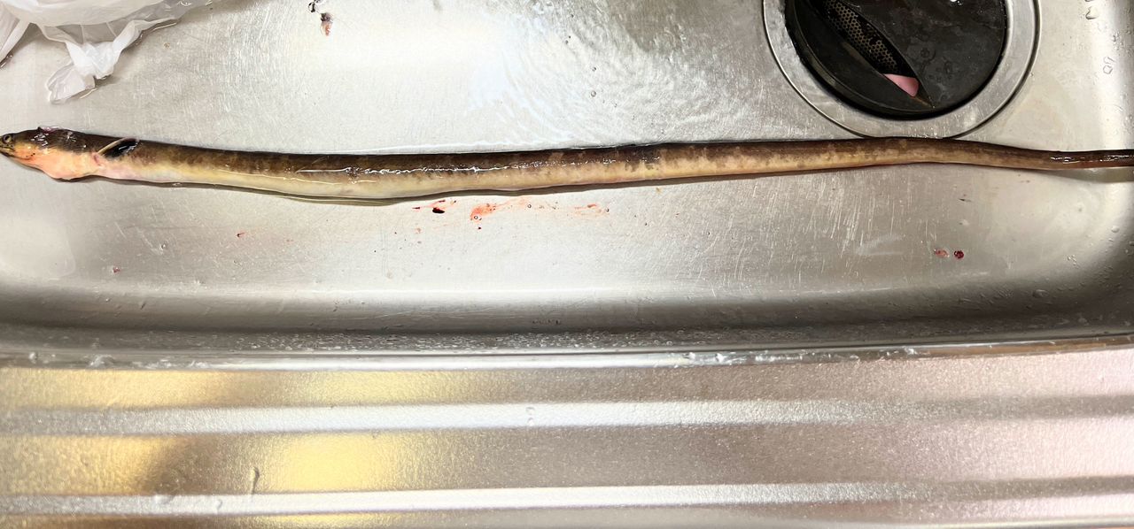 ホタテウミヘビ