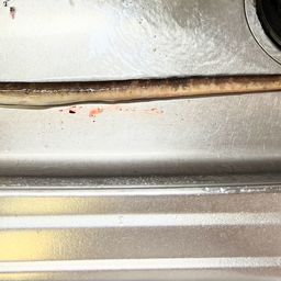 ホタテウミヘビ