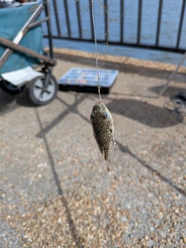 フグの釣果