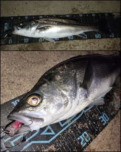 シーバスの釣果