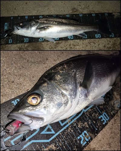 シーバスの釣果