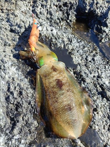アオリイカの釣果