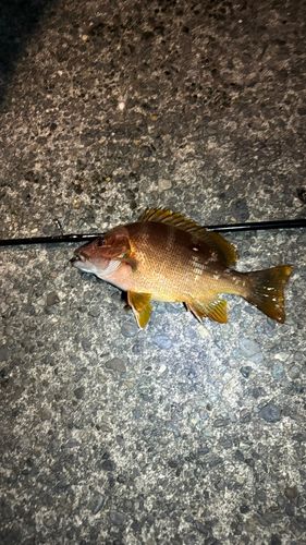 シブダイの釣果