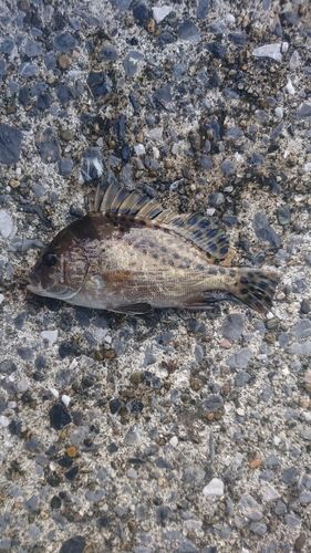 コショウダイの釣果