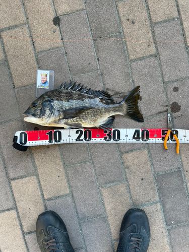 クロダイの釣果
