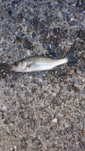セイゴ（ヒラスズキ）の釣果
