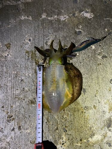 アオリイカの釣果