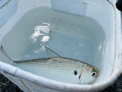 リュウキュウドロクイの釣果
