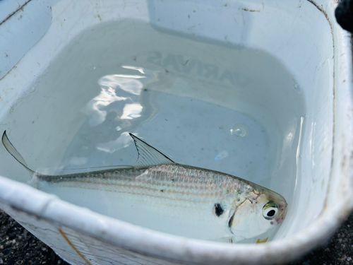 リュウキュウドロクイの釣果