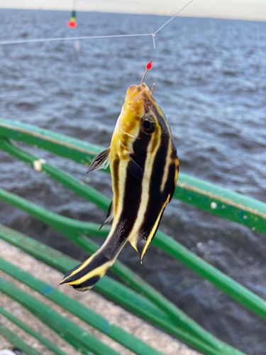 コロダイの釣果