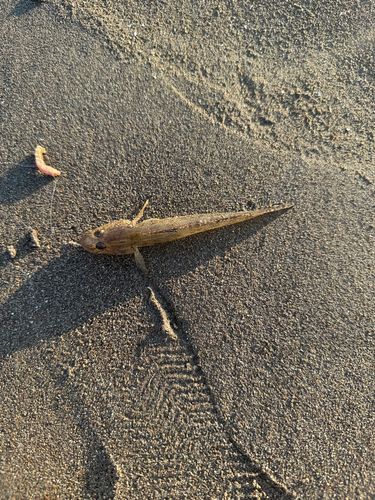 ハゼの釣果