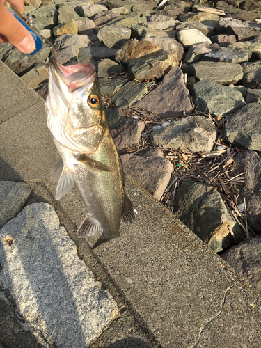 スズキの釣果