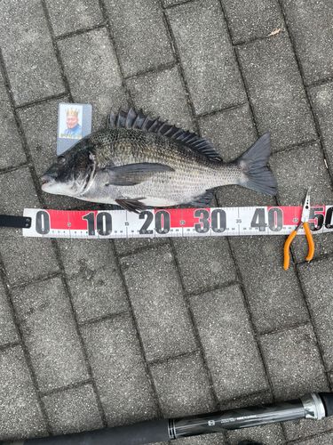 クロダイの釣果