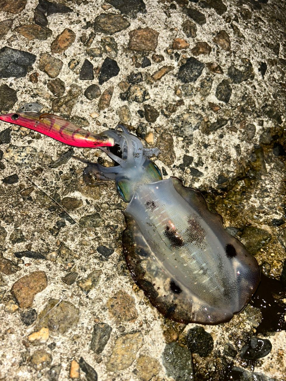 アオリイカ