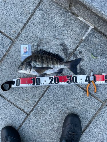 クロダイの釣果
