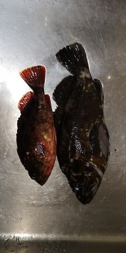 クロソイの釣果