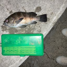 メバル