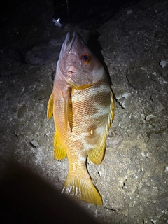 シブダイの釣果
