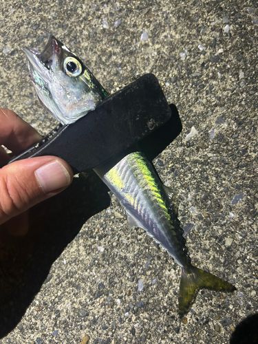サバの釣果
