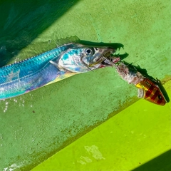 タチウオの釣果