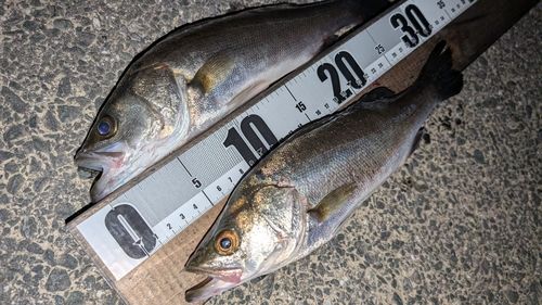 セイゴ（マルスズキ）の釣果