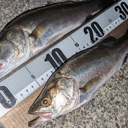 セイゴ（マルスズキ）