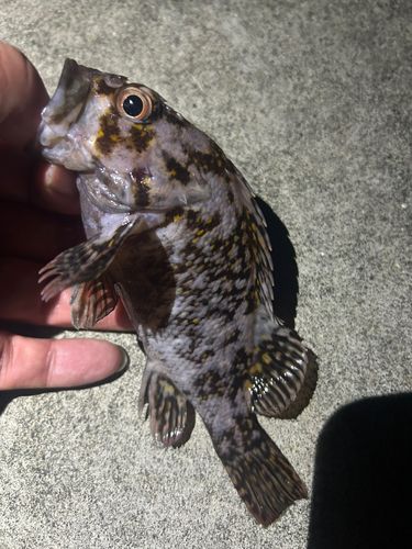 ソイの釣果