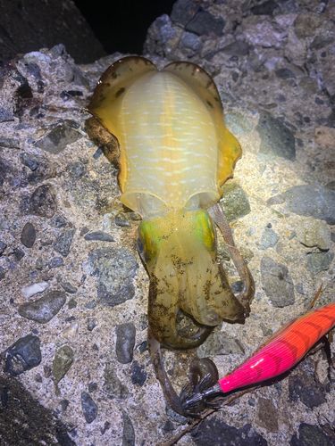 アオリイカの釣果
