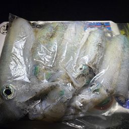 アオリイカ