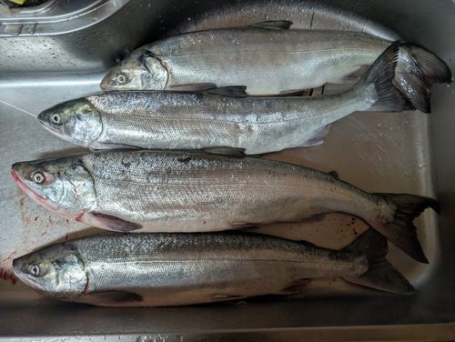 アキアジの釣果