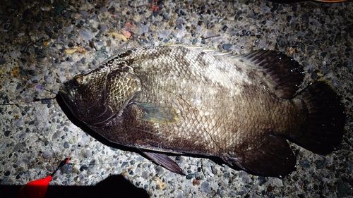 タイの釣果