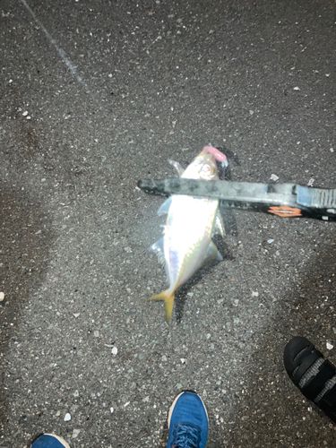 博多湾