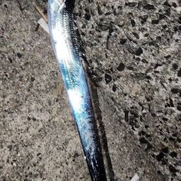 タチウオ