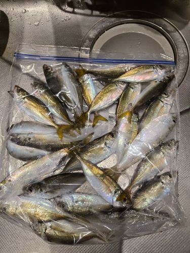 アジの釣果