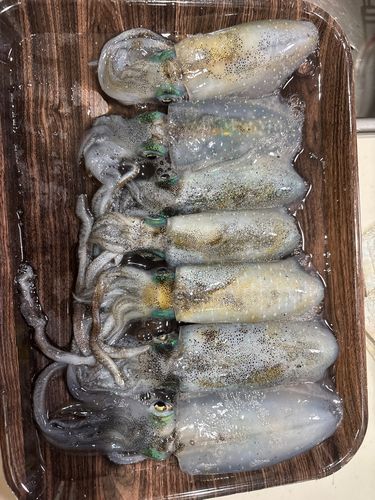 釣果