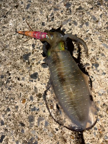 アオリイカの釣果