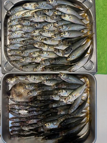アジの釣果