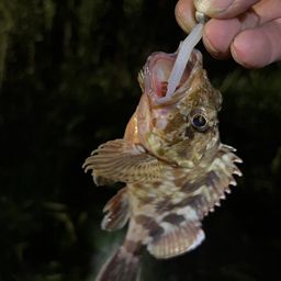タケノコメバル
