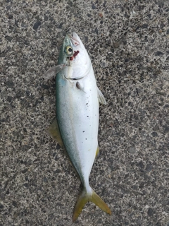 ツバスの釣果