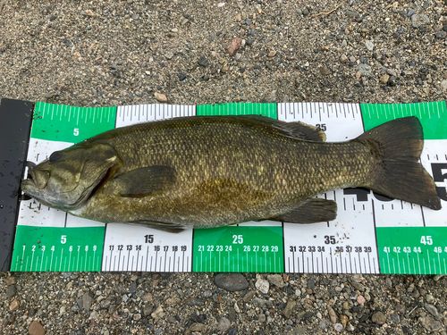 スモールマウスバスの釣果