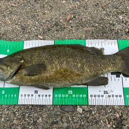 スモールマウスバス