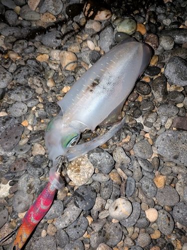 アオリイカの釣果