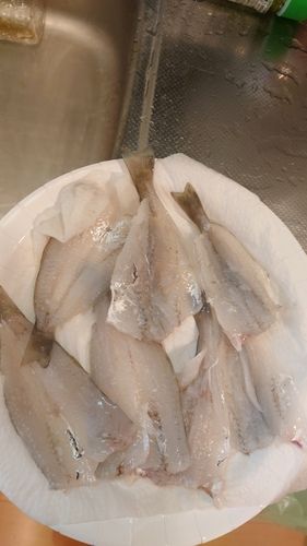 キスの釣果
