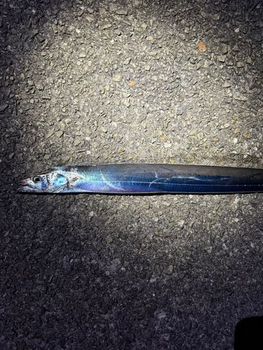 タチウオの釣果