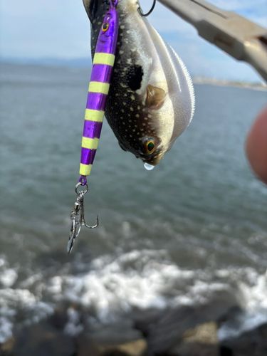 クサフグの釣果