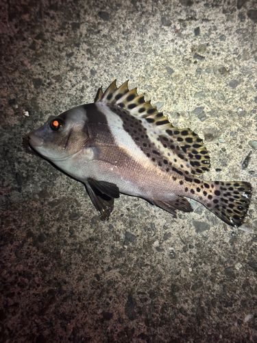 コショウダイの釣果