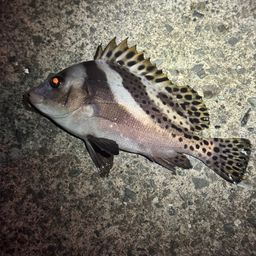 コショウダイ
