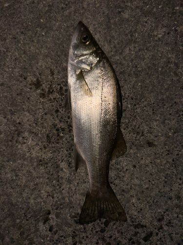 フッコ（ヒラスズキ）の釣果