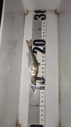 セイゴ(マルスズキ)の釣果