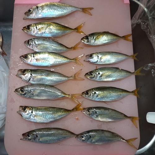 豊浜漁港